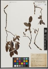 Foto von Salix silesiaca Willd.